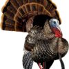 Buy Avian-X HDR Heavy-Duty Realism Full-Body Strutter Turkey Decoy