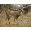 Buy Flambeau Boss Buck Deer Decoy