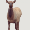 Buy Montana Decoy Inc. Cow Elk Collapsible Decoy Combo – Eichler Elk